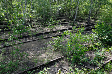 Abandoned train tracks overgrown with trees, bushes and grass - Stockphoto