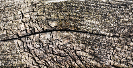 Very old ant weathered wooden texture