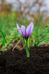 Saffron flowers on a saffron field during flowering.
