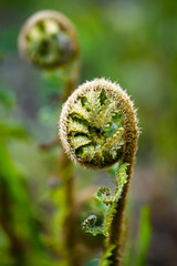 close up of fern