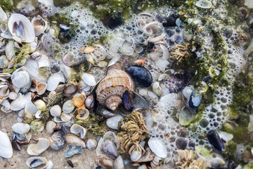 Beautiful pattern with small seashells, Kinburn Foreland shore, Black Sea, Ukraine
