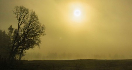 Zamglone drzewo o wschodzie słońca © Piotr