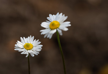 Daisy spring macro shallow dof