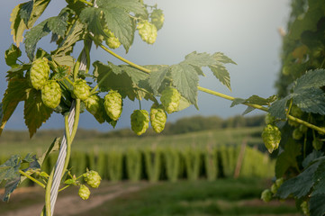 Close up of hop cones on the field 