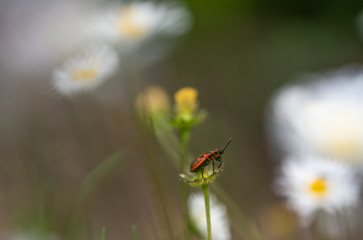 Daisy spring macro shallow dof