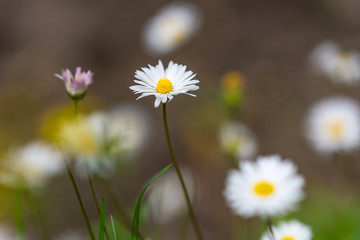 Daisy spring macro shallow dof