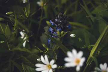 Natural green and black background with beautiful white flowers close up