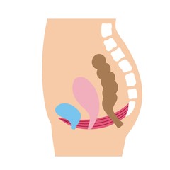 骨盤底筋　図　イラスト