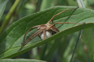Female nursery web spider with cocoon