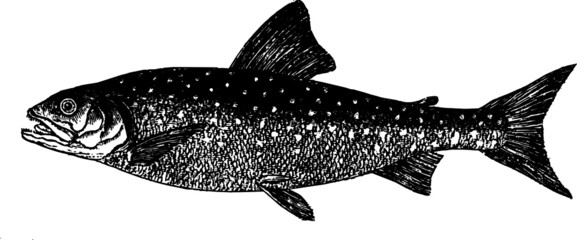 Great Grey Trout, Vector Drawing of a 19th century engraving