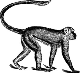 Green Monkey, Vector Drawing of a 19th century engraving © Vanessa