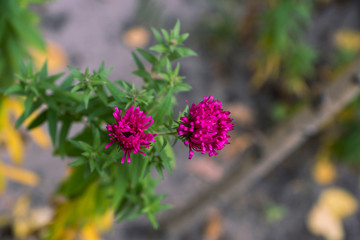 pink wild flower on the lawn