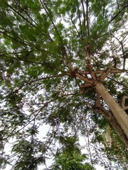 Fototapeta premium trees in the forest