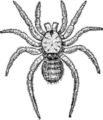 Hairy Scary Spider, Vector Drawing of a 19th century engraving