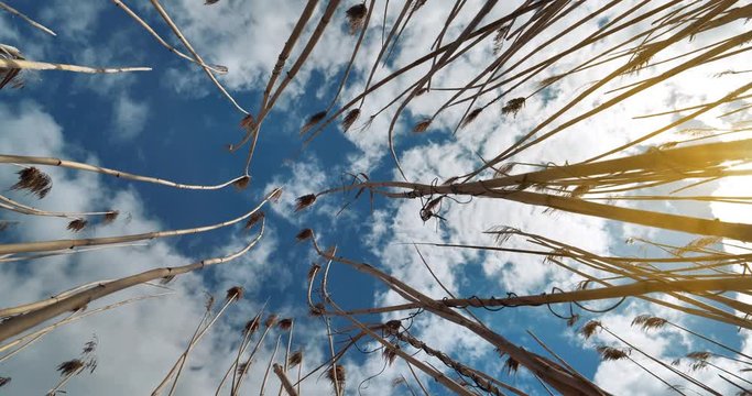 Slow Motion Sky, clouds and dry cane on wind