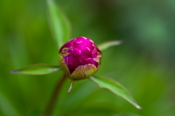 purple flower bud