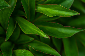 Naklejka premium green leaves background