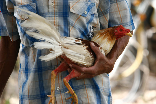 Peleas de Gallos 