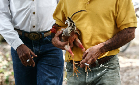 Peleas de Gallos 