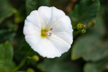 Obraz premium white flower 