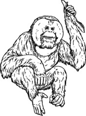 Old Drawing of a Hungry Orangutan © Vanessa