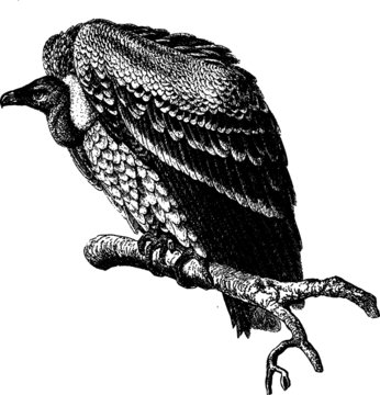 Drawing of a Hunched Vulture