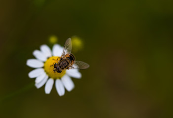Naklejka premium bee on a camomile