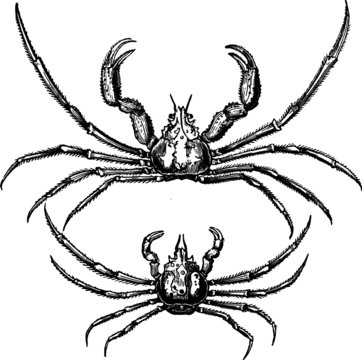 Vector Sketch of a Inachus Scorpio Crabs