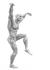 muscleman anatomy heroic body doing a karate pose in white background