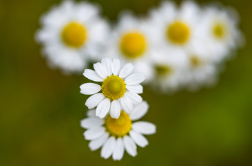 Obraz premium Field of chamomile flowers in the nature