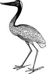 Hand Drawn illustration of a Jabiru Stork