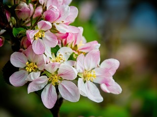Fototapeta premium Apple blossom