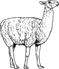 Old drawing of a Lama Sketch