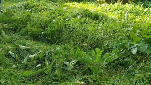 A man mows the lawn in the traditional way. Scythe, legs, grass in the frame. Real time, contains people, summer, haymaking, harvesting hay for, physical activity