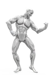Fototapeta na wymiar muscleman anatomy heroic body doing a bodybuilder pose six in white background