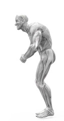muscleman anatomy heroic body doing a bodybuilder pose seven in white background