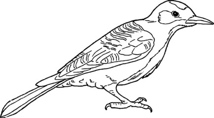 Drawing of a Little Woodpecker