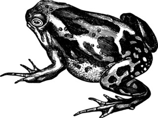 Naklejka premium Vintage Hand Drawn illustration of a Little Marbled Toad