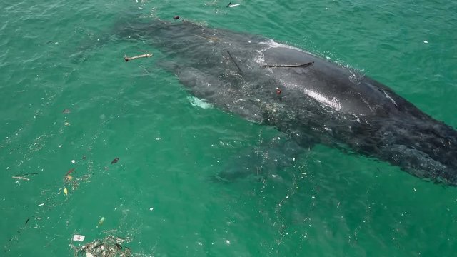 Humpback Whale and Calf Among Floating Ocean Garbage. Isla Conadora, Las Perlas Panama