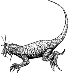 Old drawing of a Lizard Hunting