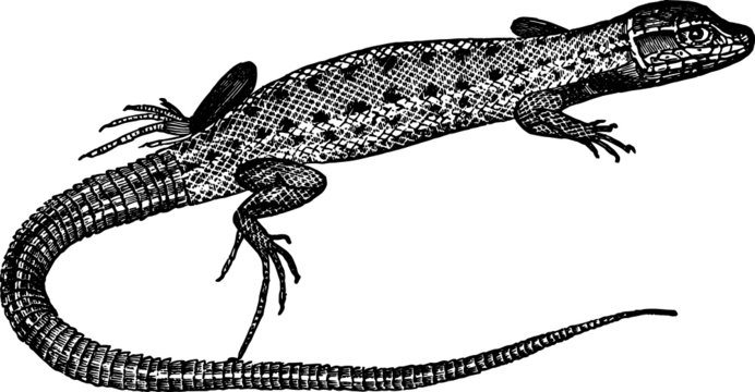 Vintage Hand Drawn illustration of a Lizard