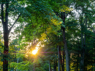 sunset in the woodland in summer