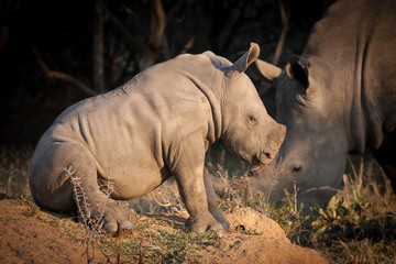 Baby White Rhino sitting down Kruger park South Africa