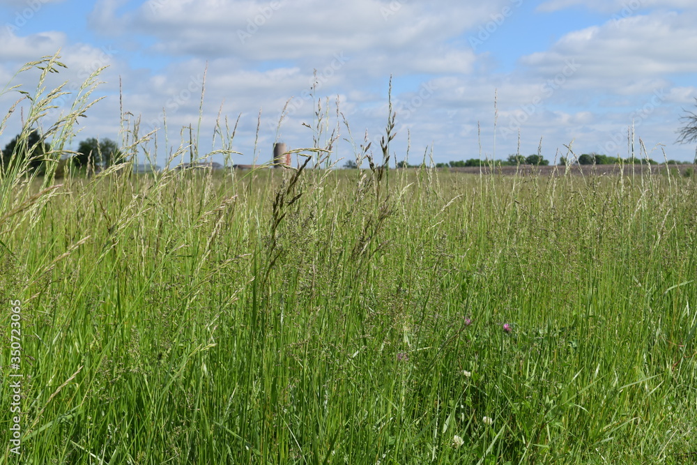 Wall mural field grass