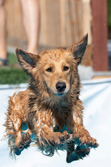 Golden retriever jumping off a dock into a pool