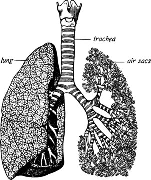 Hand Drawn illustration of a Lungs Diagram