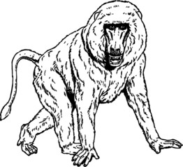 Vintage Drawing of a Mandrill Monkey