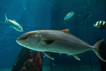 Big sea fish in aquarium