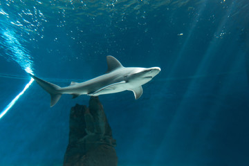 A Shark on the tank of aquarium