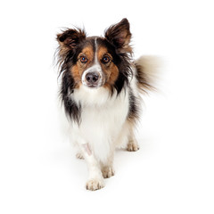 Walking pet border collie dog studio isolated